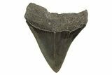 Serrated, Fossil Megalodon Tooth - South Carolina #321330-1